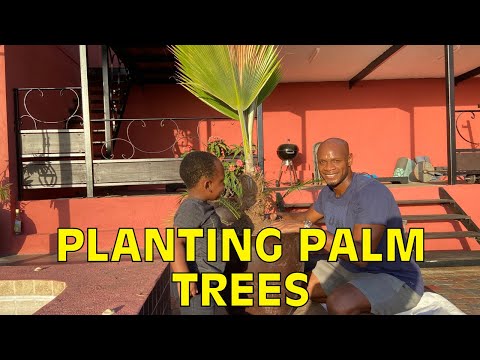 BUYING ALOT OF THE PALMS 🌴