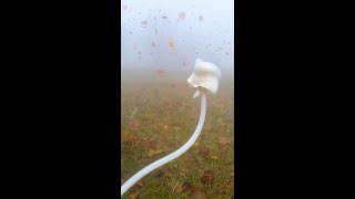 Mist-Runner sighting confirmed: elusive "Agaricus fugitivus" uses gale winds for rapid transit.