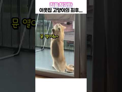 집을 착각한 이웃집 고양이의 최후... thumbnail