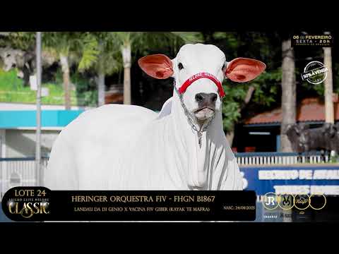 LOTE 24   HERINGER ORQUESTRA FIV