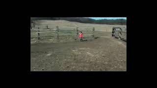 Battle At Big Rock 2019 - Compsognathus Screen Time