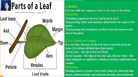 GEETA JAIN/FORM 6/SCIENCE/ CHAPTER 7/GETTING TO KNOW PLANTS /REVISION