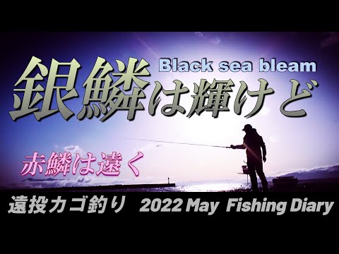 【遠投カゴ釣り】 乗っ込み　黒鯛前線には辛うじて乗れたが、赤が遠い😢
