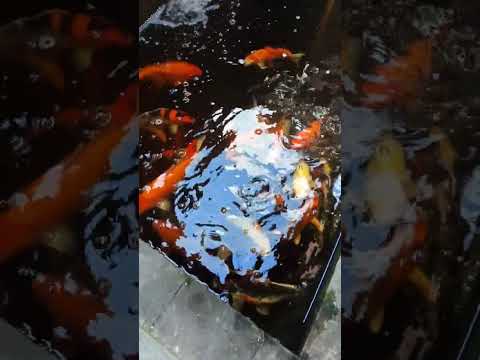 Koi menyapa