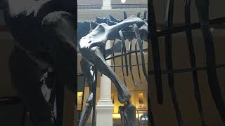 DIPLODOCUS en MUSEO DE LA PLATA  #dinosaurios #dinosaur #diplodocus #jurassicworld #jurassicpark