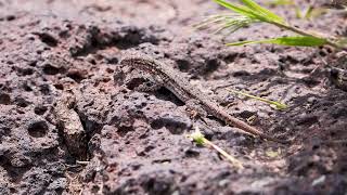 Stock Video - Side-Blotched Lizard doing push-ups before walking away