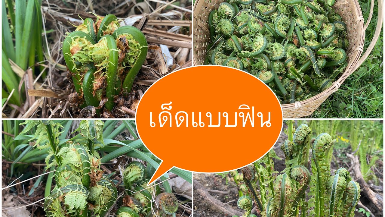 ตื่นเต้นอีกแล้ว#เก็บผักกูดแบบฟินมาเกือบไม่ทัน#Picking Alaska.2/5/21.