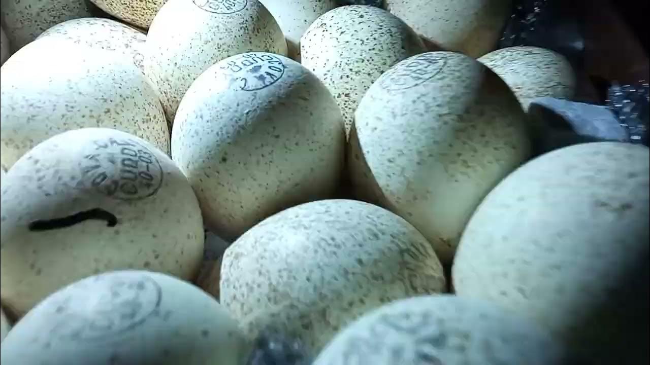 Овоскопирование индюшиных яиц. Хайбрид Канада яйцо. Хайбрид конвертер Канада яйца инкубатор. Яйца по пушкински.