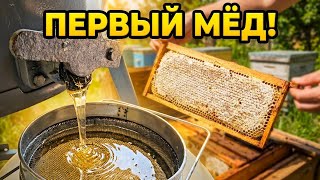 МОЙ ПЧЕЛИНЫЙ ПЕРЕВОРОТ. КАК YOUTUBE ИЗМЕНИЛ МОЮ РАБОТУ НА ПАСЕКЕ.