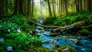 Fall into a deep sleep listening to this harmony | Relax and enjoy (No Talking)- Nature live Stream🍃