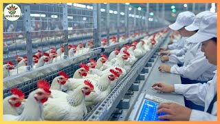 China Chicken Farm - How To Raise 400,000 Chickens At A China Automatic Chicken Farm