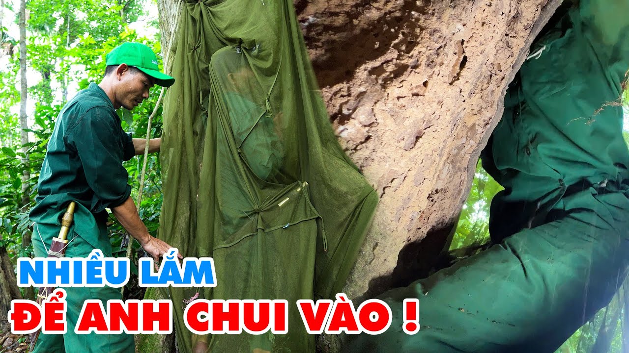 Phần 1- BÍ ẨN BÊN TRONG THÂN CÂY RỖNG / Nhật Kí Tìm... - youtube
