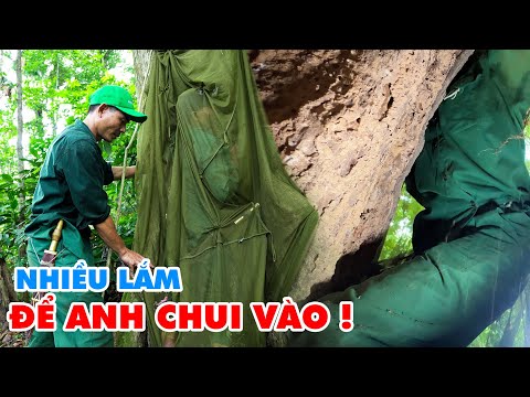 Video Phần 1- BÍ ẨN BÊN TRONG THÂN CÂY RỖNG / Nhật Kí Tìm... - youtube