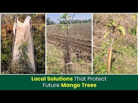 You Won’t Believe How Farmers Protect Young Mango Trees