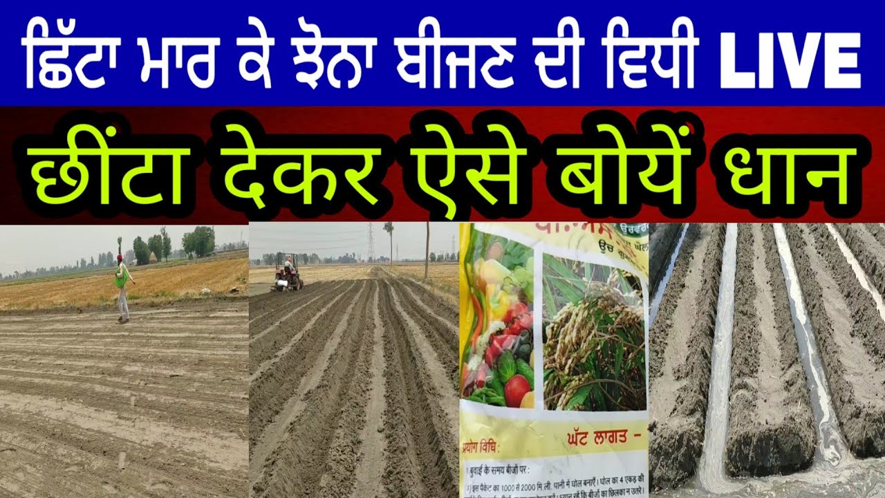 Paddy DSR on beds | ਛੱਟਾ ਮਾਰ ਕੇ ਝੋਨਾ ਬੀਜਣ ਦੀ ਪੂਰੀ ਜਾਣਕਾਰੀ LIVE | PiTiC Live