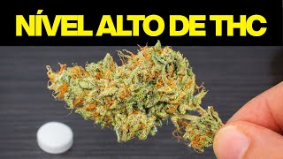 STRAIN REVIEW | JACK HERER AUTOMATIC 1KG