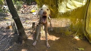 Screamed as she was left tied to a tree with a short chain till she's just a bag of bones.