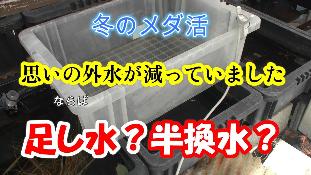 蓋をしていた容器の水がかなり減っていました！蓋をしているのであまり減らないかと思っていたのですが(;'∀')足し水をしました！半換水は？