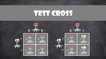 Test Crosses | Genetics