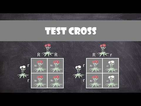Test Crosses | Genetics