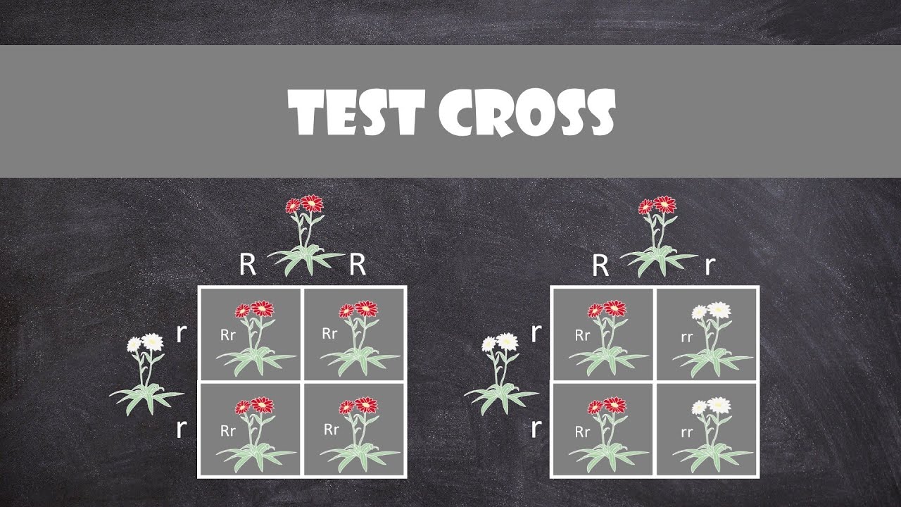 Test Crosses | Genetics - YouTube