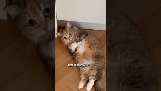 Котики поздравляют с днём танца!😻