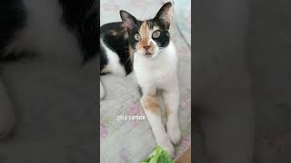 #gatos #gateiraporamor #cat #meugatinho #pets #gatocurioso