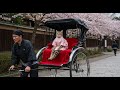 🌸春の京都🌸一人旅が許された!キジトラと巡る京都名所 Kyoto in spring Kyoto sights to visit with cat