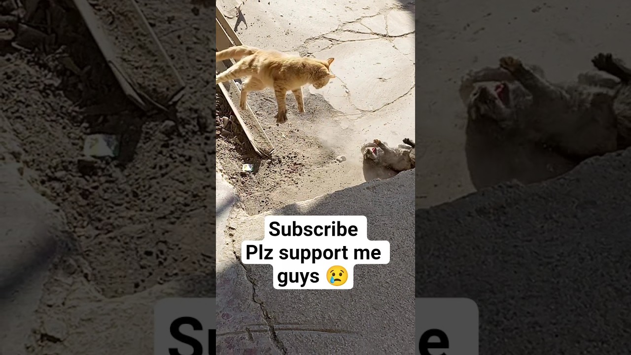 Big Cat Fighting a Small Cat | Street Reality 