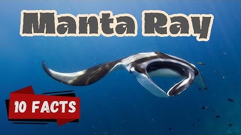 Top 10 Amazing Facts About Manta Rays for Kids! Educational Video #mantarays #seacreatures