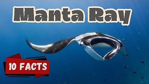 Top 10 Amazing Facts About Manta Rays for Kids! Educational Video #mantarays #seacreatures