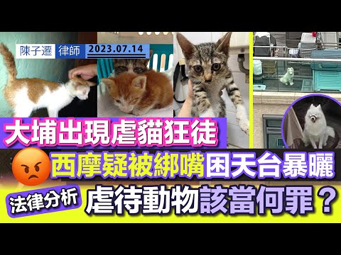 貓咪被剃毛剪鬚 最嚴重有貓瘟!|大埔廣福邨出現虐貓狂徒 同層住客曾因虐待動物入獄|啟德豪宅天台 放養西摩犬日曬雨淋|法律分析:虐待動物該當何罪?|請尊重及珍惜小動物生命!|陳子遷律師 TC Chan Episode cover