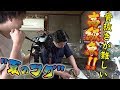 【夏のフグ】骨抜きが難しい高級魚をかねこと協力して捌きます！！