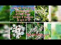 Facts of Harsingar (हारसिंगर से जुड़ी कुछ खास बाते)#harsingar 