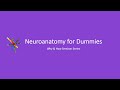 Neuroanatomy for Dummies