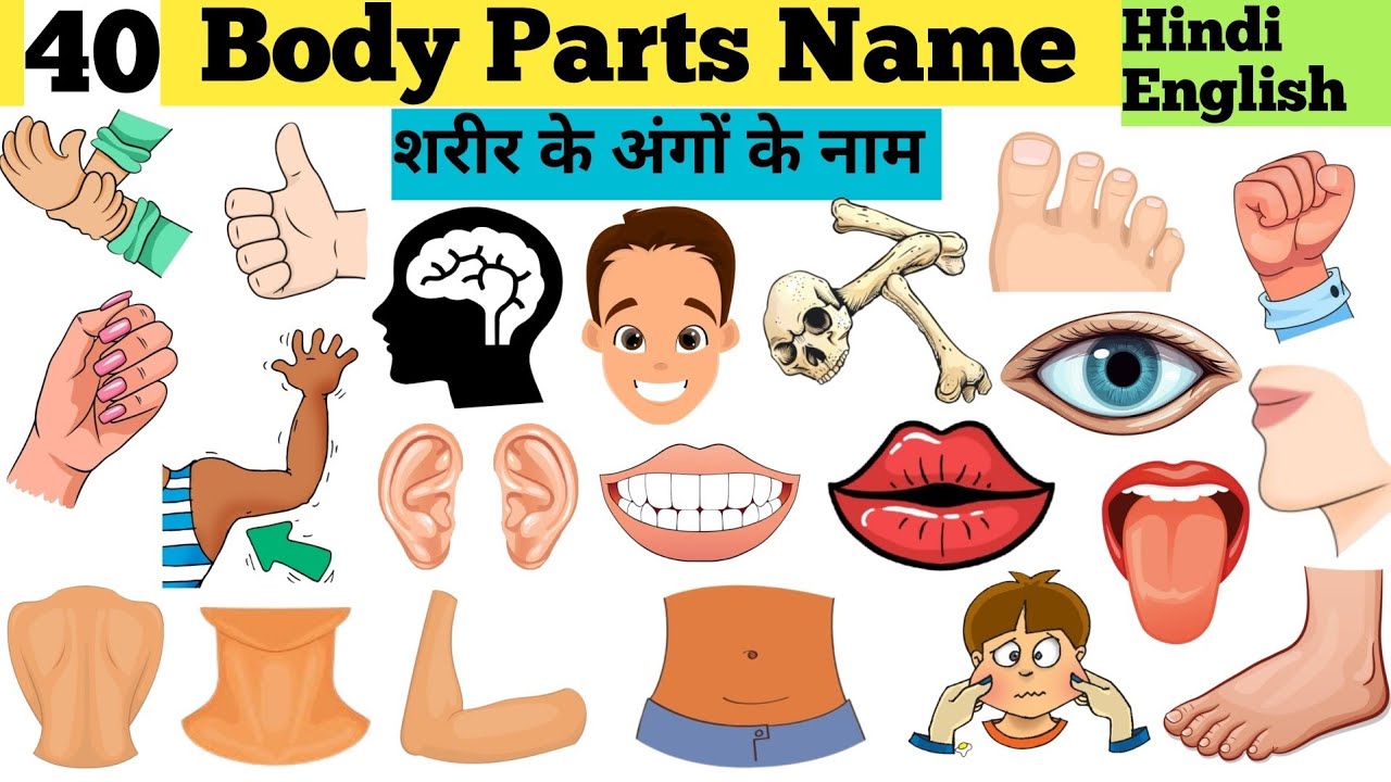 Body Parts Name Hindi And English Vocabulary | Parts Of Our Body | शरीर ...