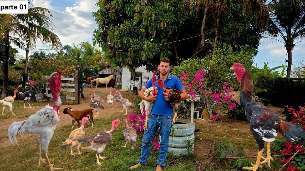 Ele cria galinhas Índio Gigantes que pode ultrapassar mais de metro e chega a pesar mais de 5 Kls 