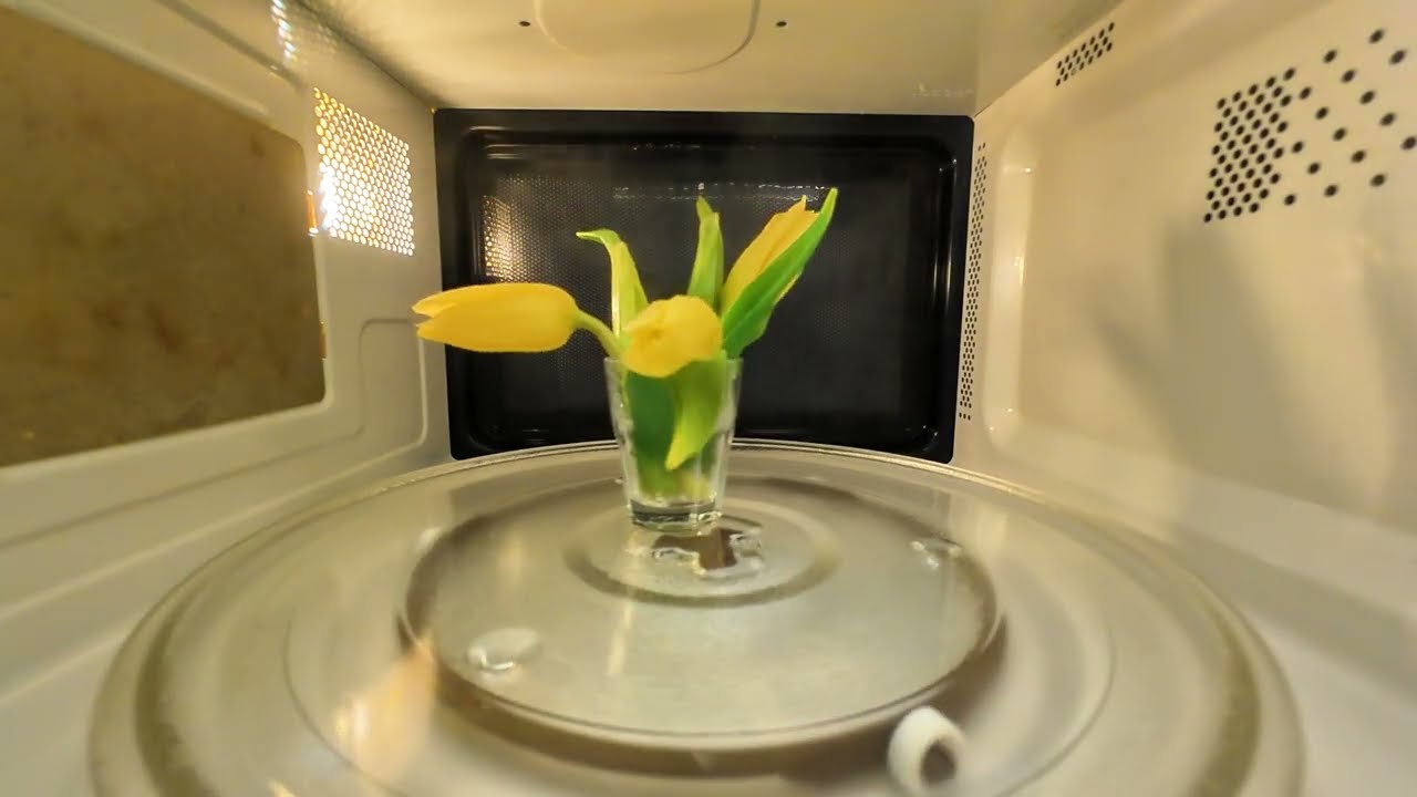 Microwaving Tulips – Floral Experiment Gone Wild! 🌷🔥