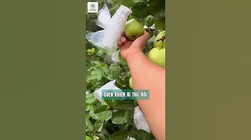 Cây Ổi Ruby Ruột Đỏ - Hướng đi mới cho bà contrồng cây ăn quả#oiruby