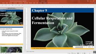 biology chapter 9 cell respiration part 1