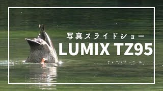 LUMIX TZ95で写真撮影【スライドショー】広角24mmから光学30倍までの高倍率ズームが使いやすい！｜オート撮影・撮って出し