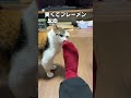 「猫が意外と好きなこと３選」猫あるあるソング