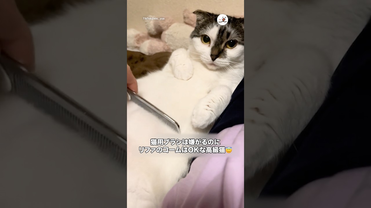 猫用ブラシは嫌なのに…｜PECO