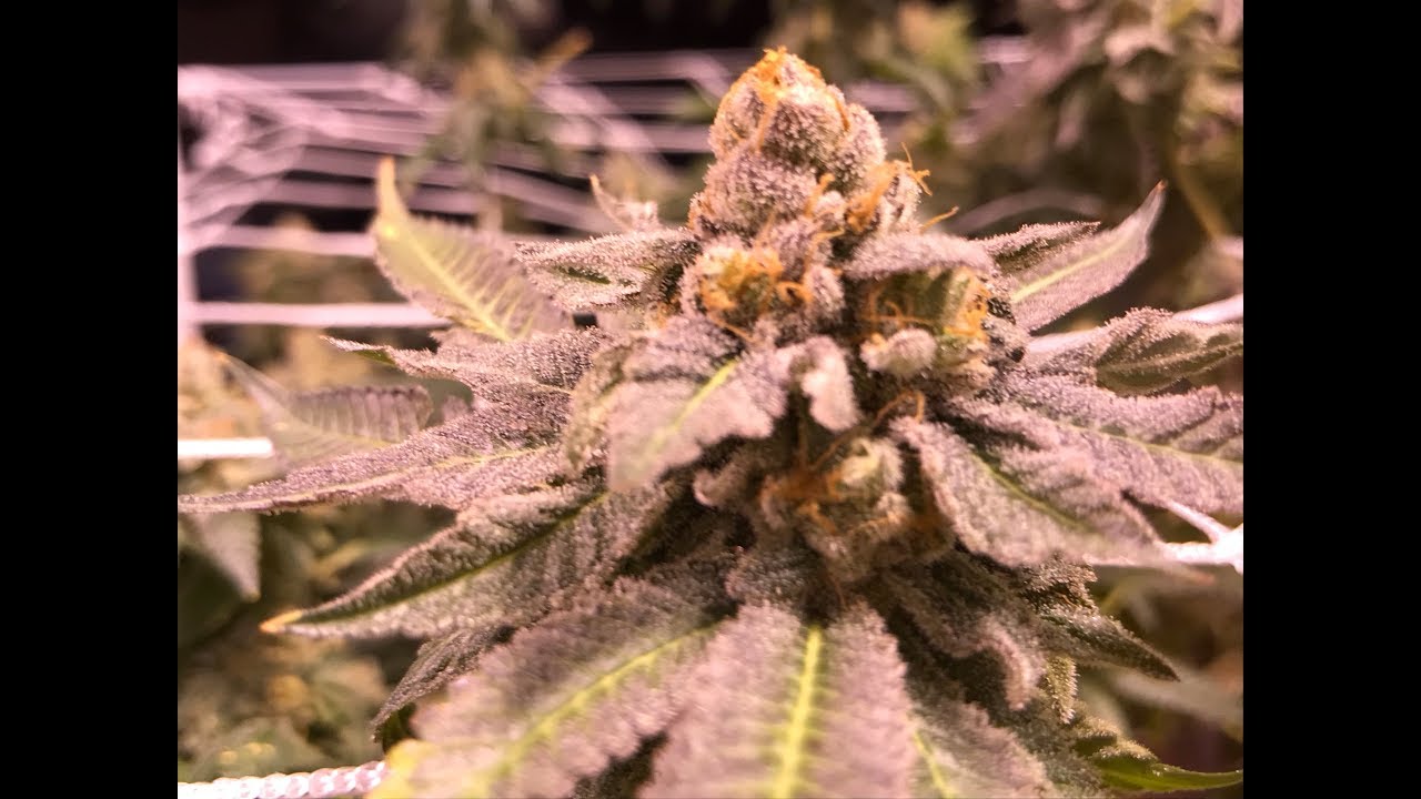 Episode 15: Seed to Harvest Update (Day 65 of Flower) Kanna Genetics Grow