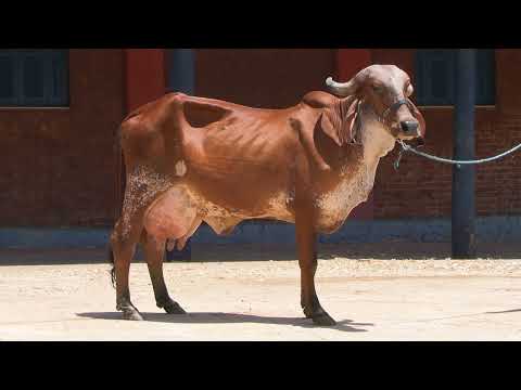 LOTE 41 •  LEILÃO GIR LEITEIRO RCLR FAZENDA CLÁUDIA • RCLR 50