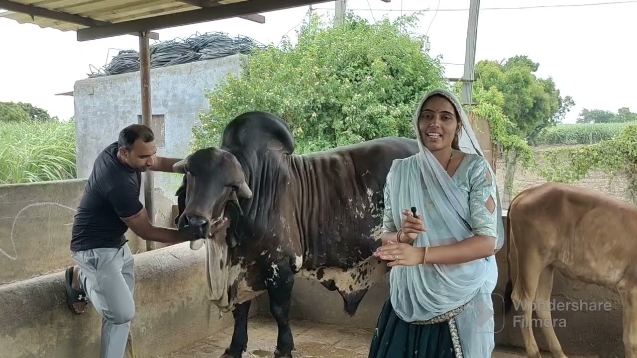 Jamuna gir gaushala Surat मैं आपको दिखाती हूं गिर नस्ल का ऐसा बुल जो एक दिन का 50 लीटर दूध पीता है