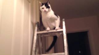 Extreme tail chasing. Cat on a stepladder. screenshot 5