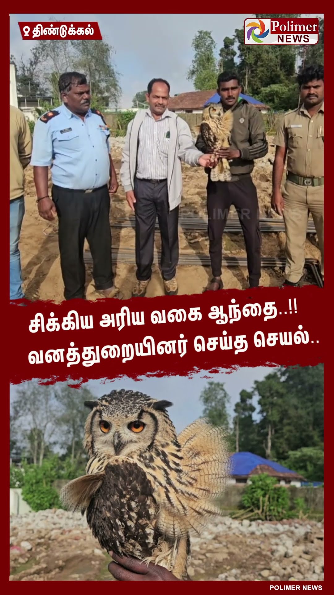 சிக்கிய அரிய வகை ஆந்தை..!!  வனத்துறையினர் செய்த செயல் .. #shorts