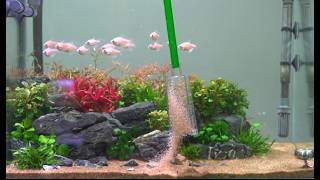 Clean Your Fish Tank The Easy Way