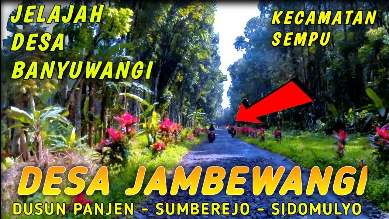 MENYUSURI DESA JAMBEWANGI DUSUN PANJEN, SUMBEREJO, SIDOMULYO - SEMPU BANYUWANGI